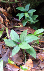 Platylepis