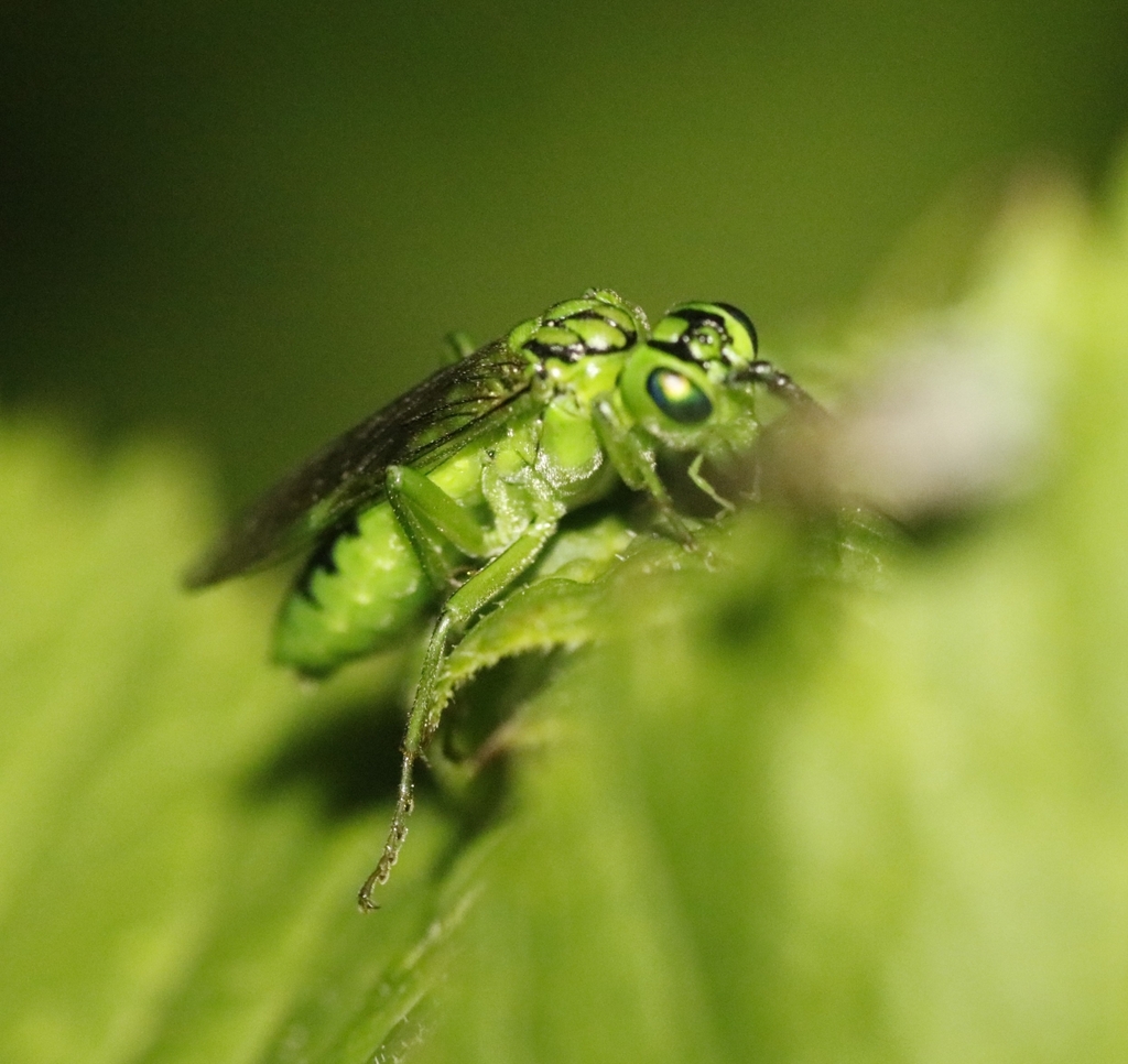 Olivaceous Sawfly