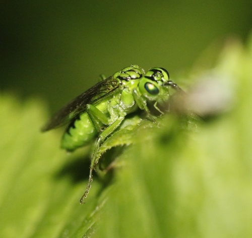 Olivaceous Sawfly