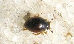 Megasternum concinnum