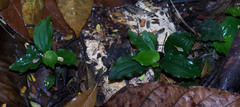 Platylepis