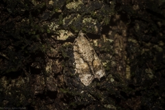 Polylopha epidesma