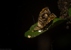 Choreutis metallica