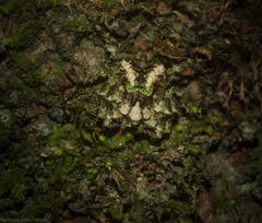 Stephanopis carcinoides