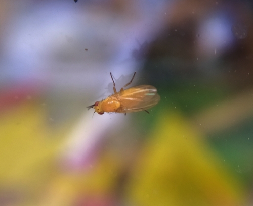 Meiosimyza affinis