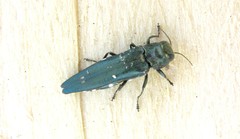 Agrilus biguttatus