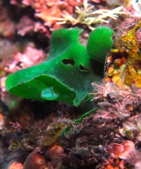 Dictyosphaeria sericea