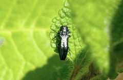 Agrilus cyanescens