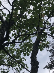 Acer rubrum image