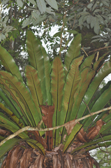 Thamnopteris