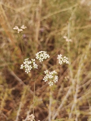 Lichtensteinia obscura