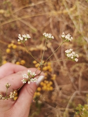 Lichtensteinia obscura