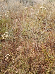 Lichtensteinia obscura