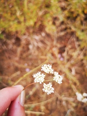 Lichtensteinia obscura