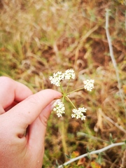 Lichtensteinia obscura