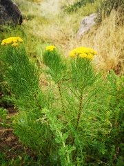 Hymenolepis