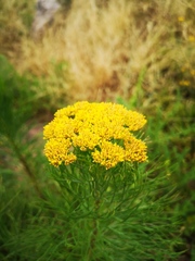 Hymenolepis