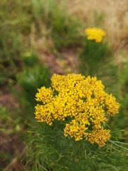 Hymenolepis
