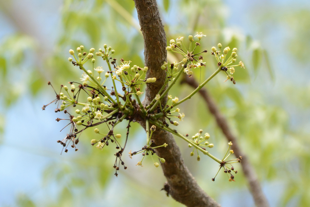 Aralia warmingiana