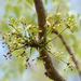 Aralia warmingiana - Photo (c) alexandre callou sampaio, some rights reserved (CC BY-NC), uploaded by alexandre callou sampaio