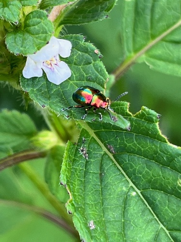 Dead-nettle Leaf Beetle photo 6