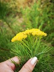 Hymenolepis