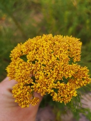 Hymenolepis