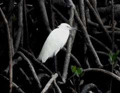 Egretta garzetta nigripes