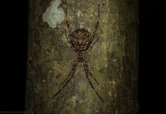 Janula bicornis