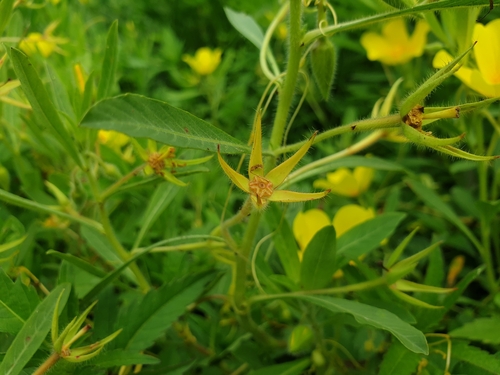 Image of Ludwigia grandiflora by (c) Clément Maouche, some rights reserved (CC BY)