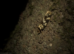Barea euprepes