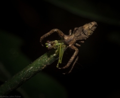 Stephanopis barbipes