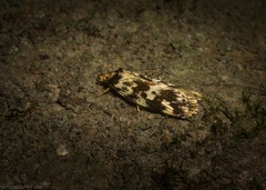 Barea euprepes