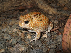 Desert Spadefoot Toad photo 5