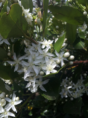 Hoheria equitum