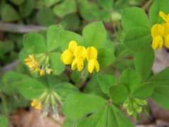 Lotus ornithopodioides