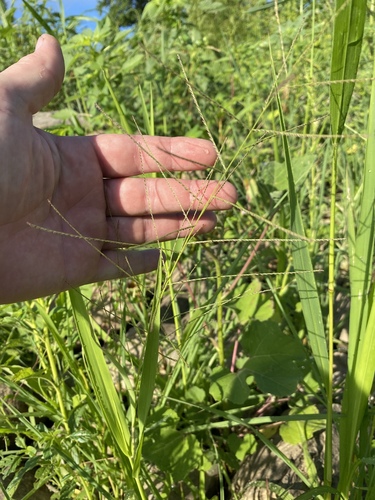 Leptochloa mucronata iNat (3)
