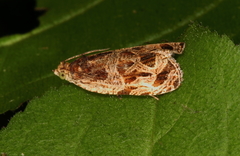 Olethreutes tilianum