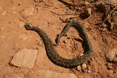 Bothrops fonsecai