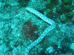 Myrichthys breviceps