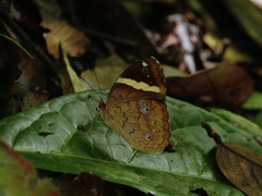 Xanthotaenia busiris
