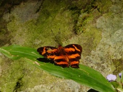 Symbrenthia hypselis