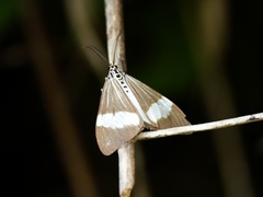 Nyctemera pagenstecheri