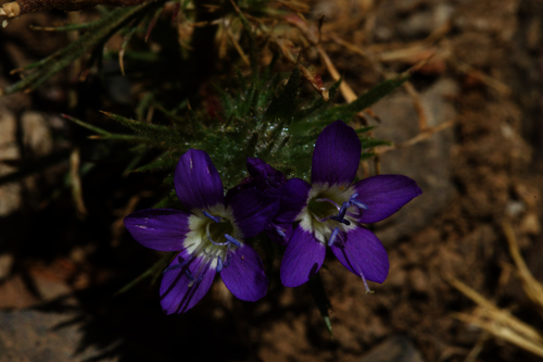 Image of Navarretia viscidula by (c) Arvel Hernandez, some rights reserved (CC BY)