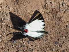 Graphium stratiotes