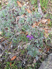 Lupinus nanus
