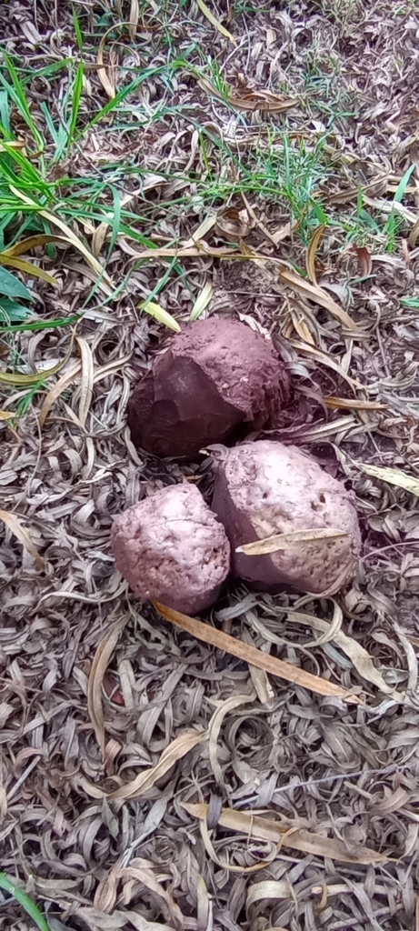 Calvatia cyathiformis · July 2023 · photo: © lulit (iNaturalist, cc-by)