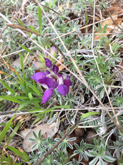 Lupinus nanus