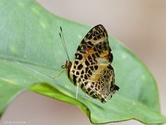 Symbrenthia hypselis