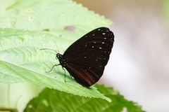 Euploea camaralzeman